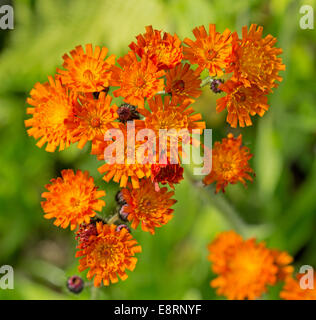 Cluster von leuchtend orange Wildblumen, Gruppe Aurantiaca, Fox und Cubs / Orange Habichtskraut vor grünem Hintergrund in der Nähe von Pitlochry in Schottland Stockfoto