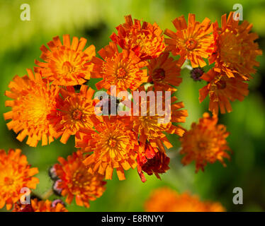 Cluster von leuchtend orange Wildblumen, Gruppe Aurantiaca, Fox und Cubs / Orange Habichtskraut vor grünem Hintergrund in der Nähe von Pitlochry in Schottland Stockfoto