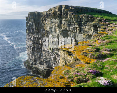 Die Klippen von Noupe Head auf der Insel Westray, Heimat einer der größten Seevogel-Kolonien in der UK, Orkney Inseln, Schottland. Stockfoto