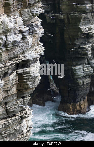 Die Klippen von Noupe Head auf der Insel Westray, Heimat einer der größten Seevogel-Kolonien in der UK, Orkney Inseln, Schottland. Stockfoto