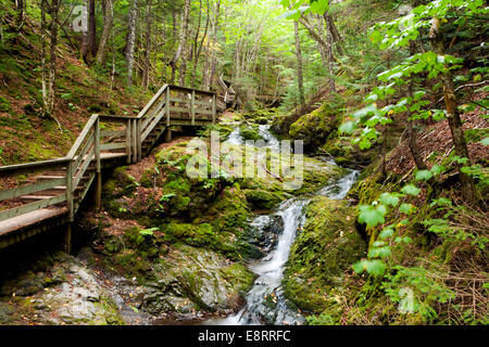 Dickson Falls Trail - Fundy National Park - in der Nähe von Alma, New Brunswick, Kanada Stockfoto