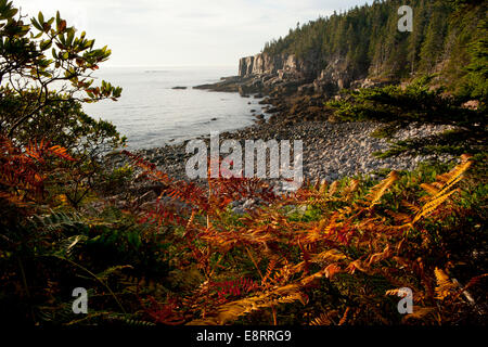Otter Klippenlandschaft - Acadia National Park - Bar Harbor, Maine, USA Stockfoto