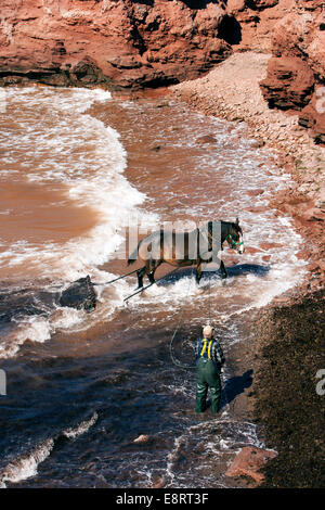 Irisch Moos Ernten am Nordkap - Prince Edward Island, Canada Stockfoto