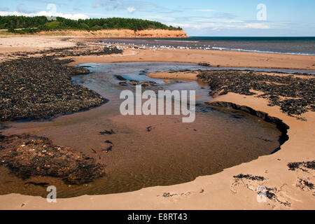 Prince Edward Island National Park - in der Nähe von North Rustico, Prince Edward Island, Canada Stockfoto