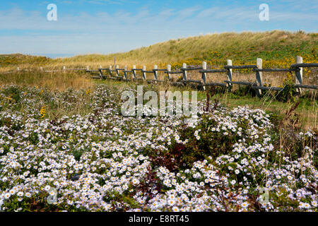 Cavendish Dünen - Prince Edward Island National Park - Prince Edward Island, Canada Stockfoto