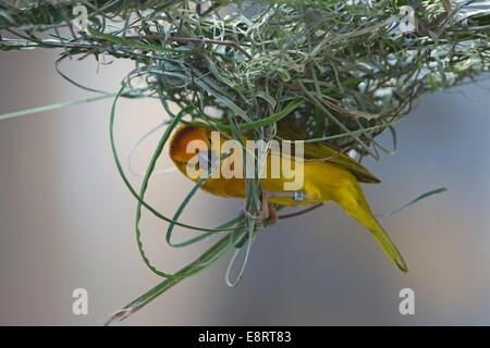 Taveta Goldener Weber (Ploceus castaneiceps) webt in Voliere Stockfoto