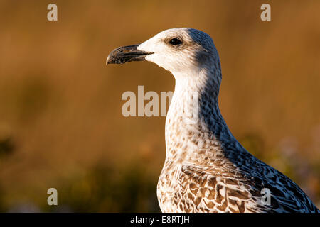 Juvenile Silbermöwe (Larus Argentatus) - Brackley Beach - Prince Edward Island, Kanada Stockfoto