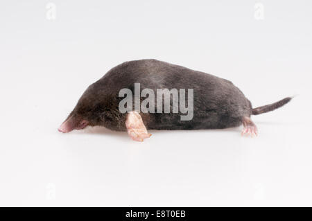 Maulwurf auf einem weißen Hintergrund - Studio gedreht Stockfoto