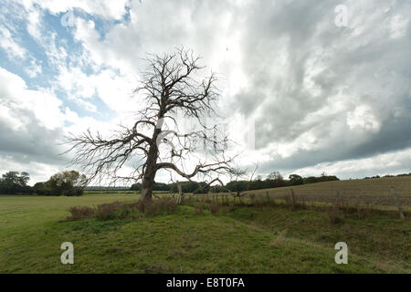 Reife Rosskastanie, die gestorben ist und steht immer noch auf freiem Feld vor Hintergrund der North Downs und blauer Himmel Stockfoto