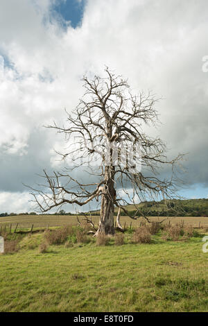 Reife Rosskastanie, die gestorben ist und steht immer noch auf freiem Feld vor Hintergrund der North Downs und blauer Himmel Stockfoto