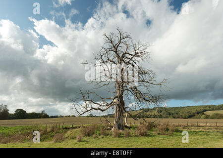 Reife Rosskastanie, die gestorben ist und steht immer noch auf freiem Feld vor Hintergrund der North Downs und blauer Himmel Stockfoto