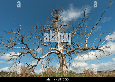 Reife Rosskastanie, die gestorben ist und steht immer noch auf freiem Feld vor Hintergrund der North Downs und blauer Himmel Stockfoto