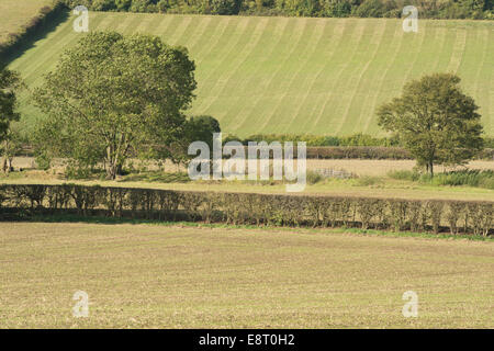 Ackerbau Landwirtschaft am North Downs Hang fruchtbaren kalkhaltigen Böden frisch gesät mit Getreide im Gegensatz zu schneiden Hecken Stockfoto