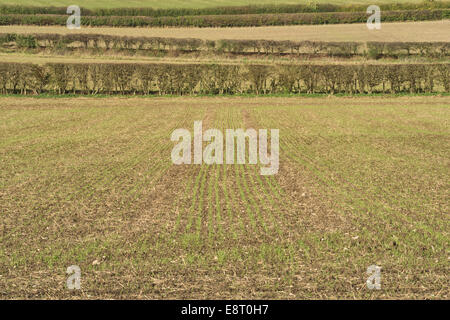 Ackerbau Landwirtschaft am North Downs Hang fruchtbaren kalkhaltigen Böden frisch gesät mit Getreide im Gegensatz zu schneiden Hecken Stockfoto