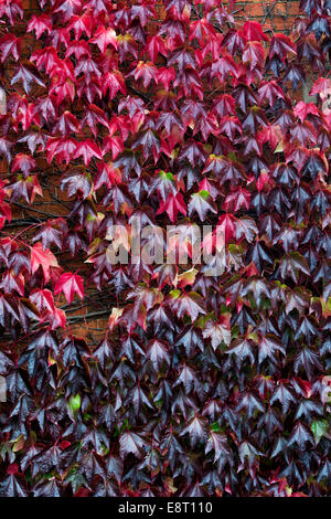 Parthenocissus Tricuspidata. Rot-Boston-Efeu / japanische Creeper Blätter im Herbst Stockfoto