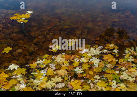 Gefallenen gelbes Blatt auf einem Teich Oberfläche Stockfoto