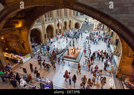 Der Central Hall im Natural History Museum in London. Vereinigtes Königreich. Stockfoto