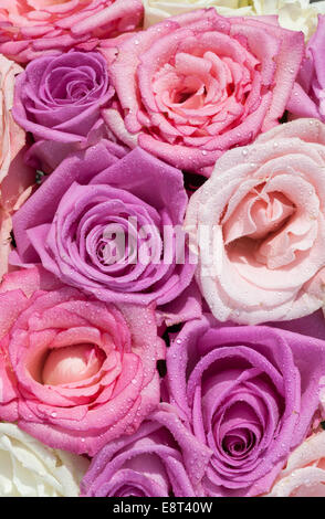 Rosa, Creme und lila Rosen in einem Bouquet. Weiche Blütenblätter füllen der Rahmen. Nach einem Regenschauer bedeckt in Wassertröpfchen Stockfoto