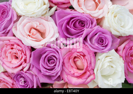 Rosa, Creme und lila Rosen in einem Bouquet. Weiche Blütenblätter füllen der Rahmen. Stockfoto