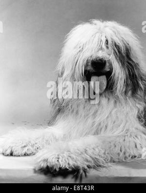 1960ER JAHRE PORTRAIT DER OLD ENGLISH SHEEPDOG LIEGEND BLICK IN DIE KAMERA MIT DEM HAAR IN AUGEN & ZUNGE HÄNGT HERAUS Stockfoto