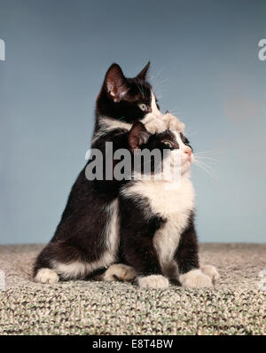 1960ER JAHRE ZWEI SCHWARZ-WEIß TUXEDO KATZE KÄTZCHEN IN LUSTIGER POSE Stockfoto