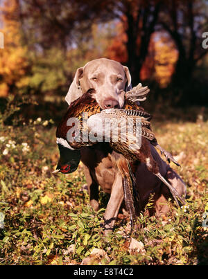 WEIMARANER JAGD HUND ABRUFEN RING HALS FASAN Stockfoto