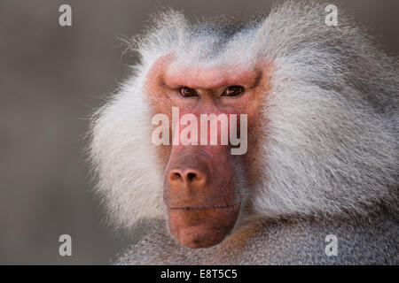 Hamadryas Pavian (Papio Hamadryas), Hellabrunn Zoo, München, Bayern, Deutschland Stockfoto