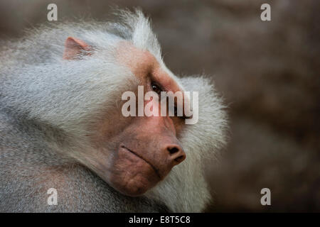 Hamadryas Pavian (Papio Hamadryas), Hellabrunn Zoo, München, Bayern, Deutschland Stockfoto