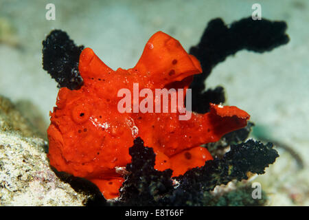 Malte Anglerfisch (Antennarius Pictus), UNESCO World Heritage Site, Great Barrier Reef, Australien, Pazifik Stockfoto