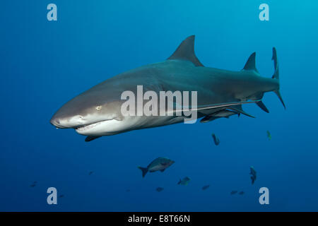 Sicklefin Zitrone Hai (Negaprion Acutidens), UNESCO World Heritage Site, Great Barrier Reef, Australien, Pazifik Stockfoto