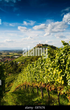 Weinberge und Burg Staufen, hinter dem Rheintal, Staufen Im Breisgau, Markgräflerland, Schwarzwald, Baden-Württemberg Stockfoto