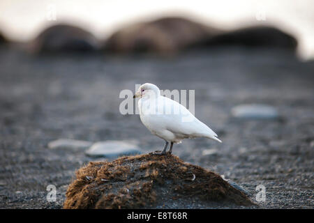 Verschneiten Scheidenschnabel (Chionis Alba), Paulet Island, antarktische Halbinsel, Antarktis Stockfoto