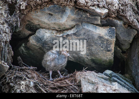 Verschneiten Scheidenschnabel (Chionis Alba), Küken, Paulet Island, antarktische Halbinsel, Antarktis Stockfoto