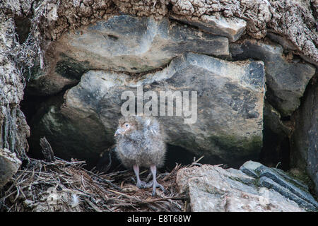 Verschneiten Scheidenschnabel (Chionis Alba), Küken, Paulet Island, antarktische Halbinsel, Antarktis Stockfoto