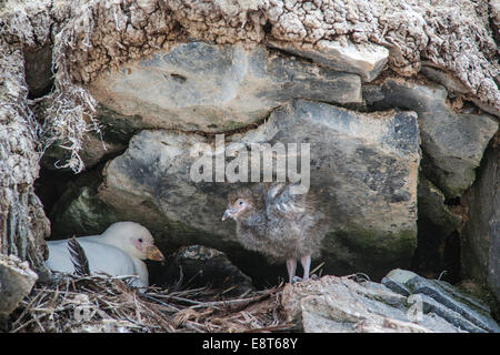 Verschneiten Scheidenschnabel (Chionis Alba), am Nest mit Küken, Paulet Island, antarktische Halbinsel, Antarktis Stockfoto