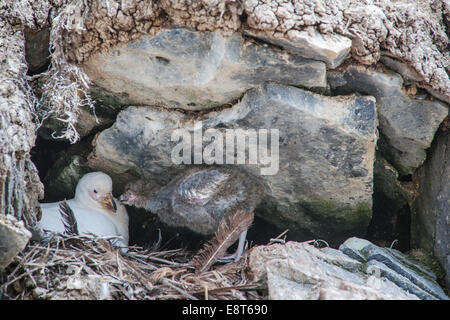 Verschneiten Scheidenschnabel (Chionis Alba), am Nest mit Küken, Paulet Island, antarktische Halbinsel, Antarktis Stockfoto