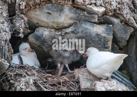 Verschneiten Scheidenschnabel (Chionis Alba), nisten Zuchtpaar bei mit Küken, Paulet Island, antarktische Halbinsel, Antarktis Stockfoto