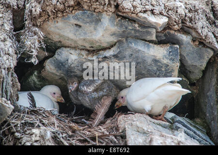 Verschneiten Scheidenschnabel (Chionis Alba), nisten Zuchtpaar bei mit Küken, Paulet Island, antarktische Halbinsel, Antarktis Stockfoto