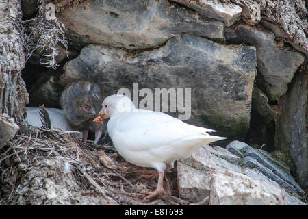 Verschneiten Scheidenschnabel (Chionis Alba), nisten Zuchtpaar bei mit Küken, Paulet Island, antarktische Halbinsel, Antarktis Stockfoto