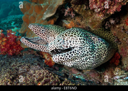 Waben Sie-Muränen (Gymnothorax Favagineus) paar in ein Loch in das Korallenriff, UNESCO World Heritage Site, Great Barrier Reef Stockfoto