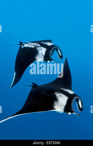 Zwei Riff Mantarochen (Manta Alfredi), Cocos Island, Costa Rica, Pazifik Stockfoto