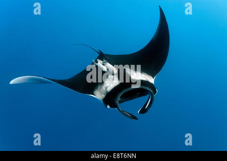 Riff-Mantarochen (Manta Alfredi), Cocos Island, Costa Rica, Pazifik Stockfoto