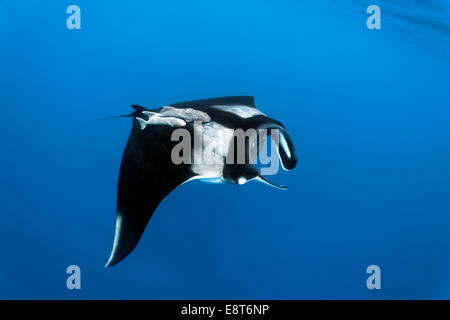 Riff-Mantarochen (Manta Alfredi), Cocos Island, Costa Rica, Pazifik Stockfoto