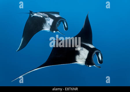 Zwei Riff Mantarochen (Manta Alfredi), Cocos Island, Costa Rica, Pazifik Stockfoto