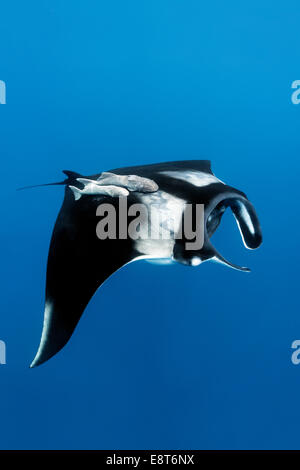 Riff-Mantarochen (Manta Alfredi), Cocos Island, Costa Rica, Pazifik Stockfoto