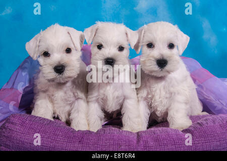 Drei weiße Zwergschnauzer Welpen Stockfoto