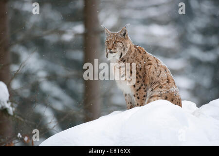 Eurasischer Luchs (Lynx Lynx) sitzen im Schnee, Tiergehege, Nationalpark Bayerischer Wald, Bayern, Deutschland Stockfoto