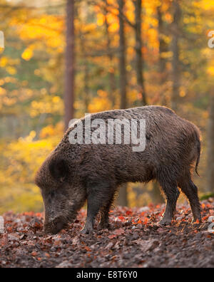 Wildschwein (Sus Scrofa), junge Wildschweine, Männlich, Nahrungssuche in einem herbstlichen Wald, Gefangenschaft, Bayern, Deutschland Stockfoto