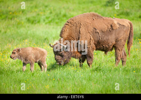 Europäische Bison (Bison Bonasus), Stier und Kalb, stehend auf einer Wiese, Gefangenschaft, North Rhine-Westphalia, Deutschland Stockfoto