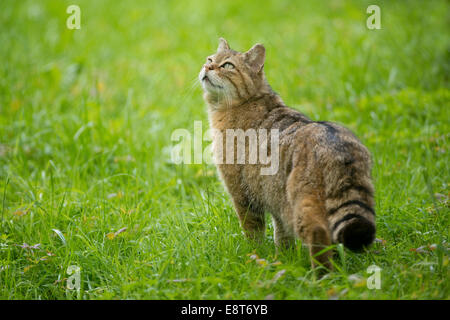 Europäische Wildkatze (Felis Silvestris) steht auf einer Wiese, Gefangenschaft, Bayern, Deutschland Stockfoto